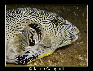 Puffer portrait.
Night dive in the Maldives. Canon G9 an... by Jackie Campbell 